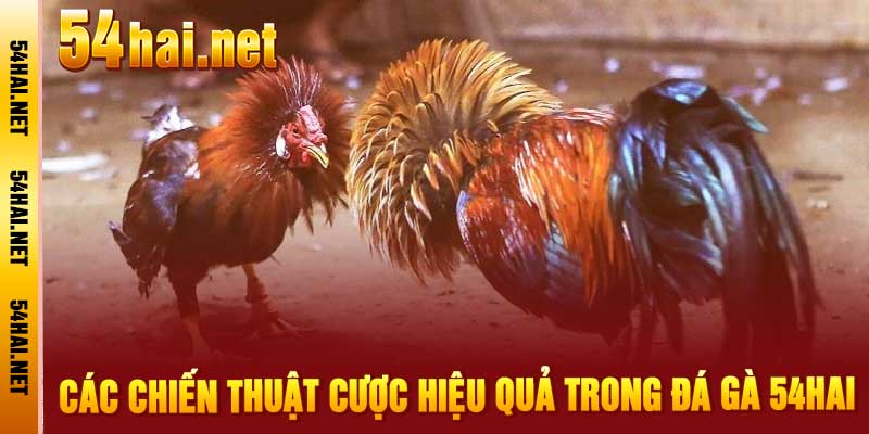 Đá Gà 54hai