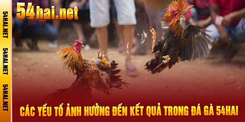 Đá Gà 54hai