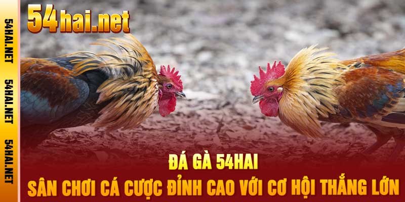 Đá Gà 54hai